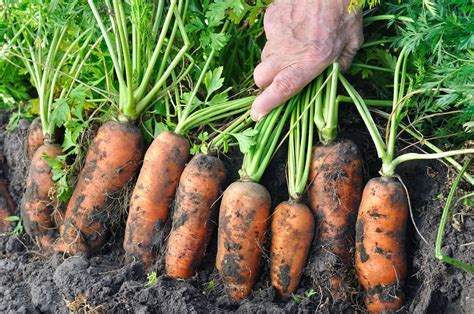 Harvesting Carrots: When and How to Pick Them