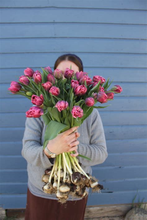 Harvesting Tulips: When and How to Gather the Blooms