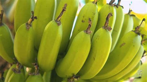 Harvesting and Enjoying the Fruits of Your Banana Garden