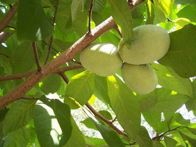 Harvesting and Enjoying the Fruits of Your Exotic Pawpaw Plant