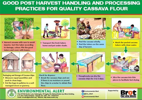 Harvesting and Post-Harvest Handling of Cassava: Best Practices