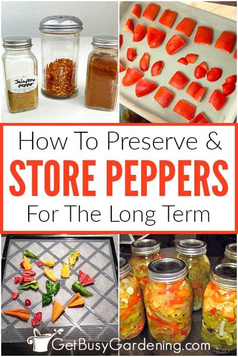 Harvesting and Preserving Peppers for Long-Term Enjoyment