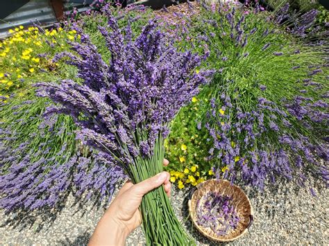 Harvesting and Pruning Lavender for Sustained Growth