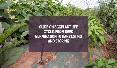 Harvesting and Storing Crop of Eggplants: Essential Guidelines 