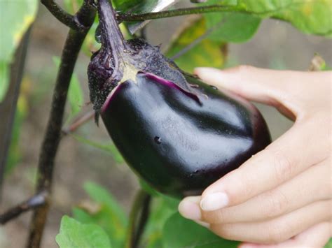 Harvesting and Storing Eggplants: When and How to Pick Them