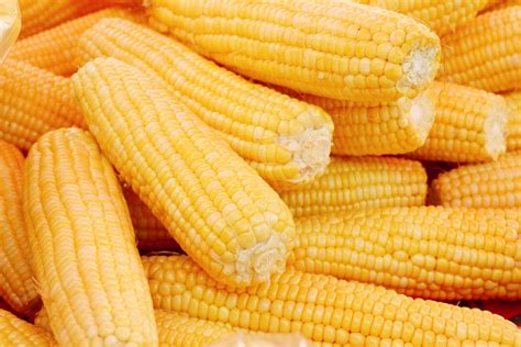 Harvesting and Storing Fresh, Flavorful Corn