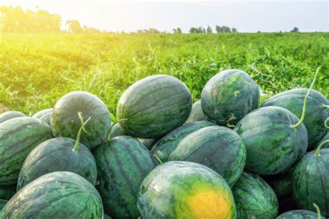 Harvesting and Storing Petite Watermelons: Preserving the Juiciness for Extended Freshness