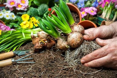 Harvesting and Storing Spring Blossom Bulbs for Future Seasons