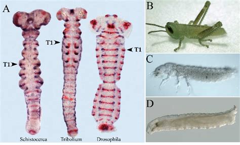 Hatching Wonder: The Miraculous Transformation of Insect Embryos into Larvae