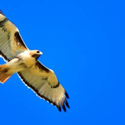 Hawk Symbolism in Different Cultures and Traditions