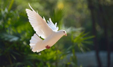 Healing and Serenity: Embracing the Power of the Enormous Dove Symbol in Daily Life