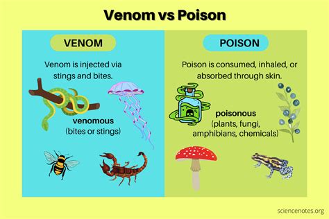 Healing the Emotional Poison: Seeking Solutions for Venomous Nightmares