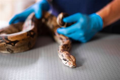 Health Care and Veterinary Needs for Keeping Exotic Reptiles