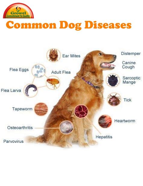 Health Concerns and Common Diseases in Dark-coated German Canine Companions