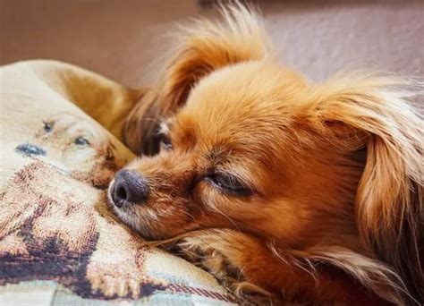 Health Concerns for Chihuahua Owners: Common Issues and Preventive Care