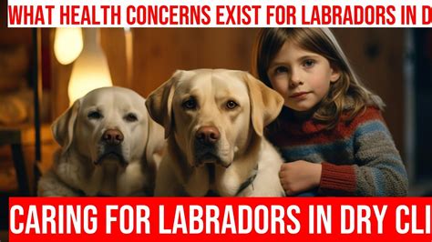 Health Considerations for Labrador Retrievers