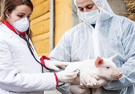 Health Management: Preventing Diseases and Ensuring Pig Welfare