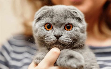 Health Matters: Unique Health Challenges faced by Petite Feline Breeds