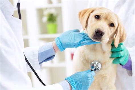 Health and Veterinary Care