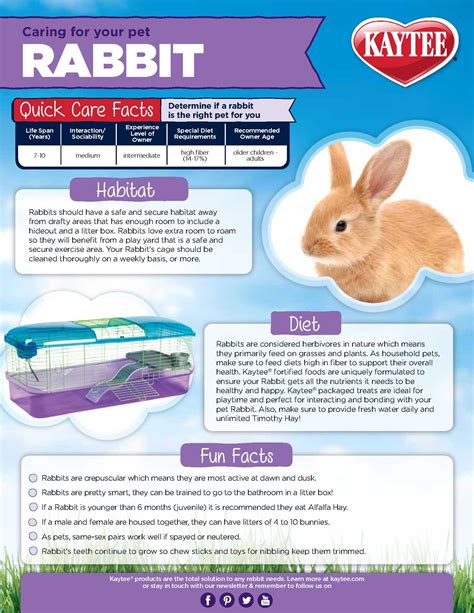 Health and Wellness: A Guide to Bunny Care