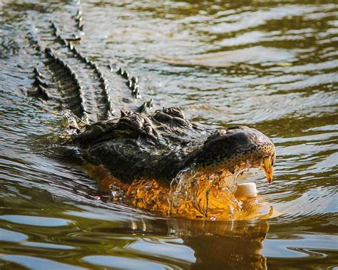 Heart-Pounding Panic: Escaping the Alligator's Jaws