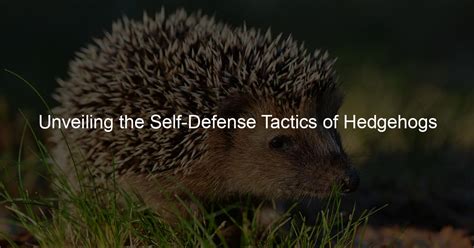 Hedgehogs as a Representation of Self-Defense and Protection