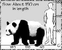 Height: How Tall is Panda?