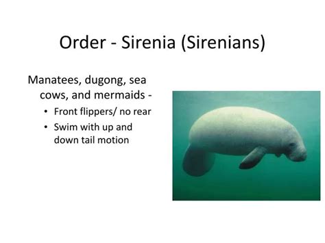 Height: What is Sirenia's height?