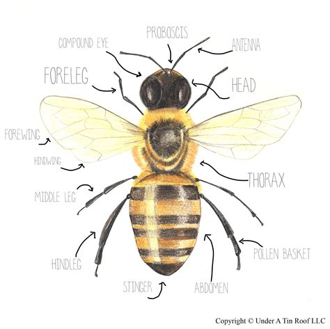 Height Matters: The Anatomy of Honey Milani