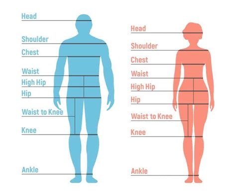 Height and Body Stats