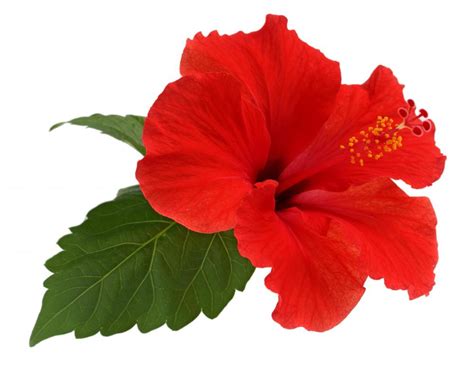 Hibiscus Flowers: A Symbol of Love and Romance