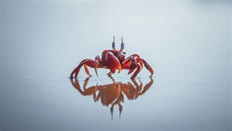 Hidden Emotions and Unresolved Issues: Discovering the Meaning Behind Crabs Chasing
