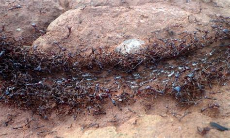 Hidden Wonders: Exploring the Remarkable Biodiversity of Safari Ants