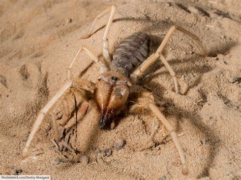 Hidden World: Examining the Enigmatic Behavior of the Desert Arachnid