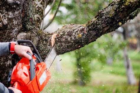 Hiring a Professional: Advantages and Considerations for Tree Trimming Services