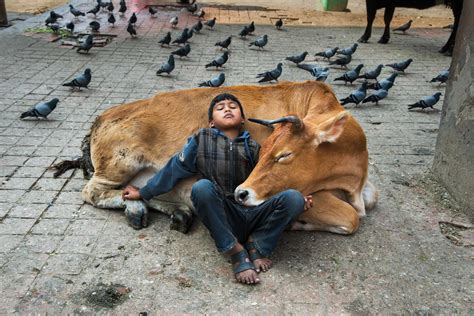 Historical Interactions Between Humans and the Majestic Aquatic Bovine