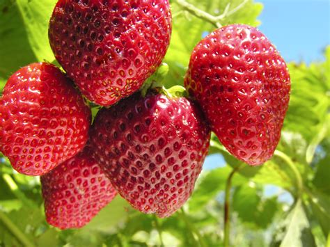 Historical Significance: The Symbolism of the Strawberry Tree