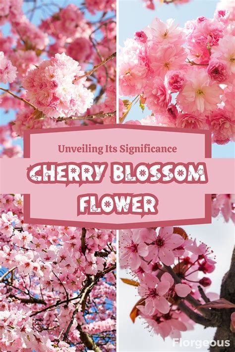 Historical Significance of the Pale Crimson Blossom: A Testament to Affection and Innocence