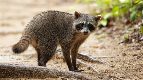 History Unveiled: Tracing the Journey of Raccoon Meat