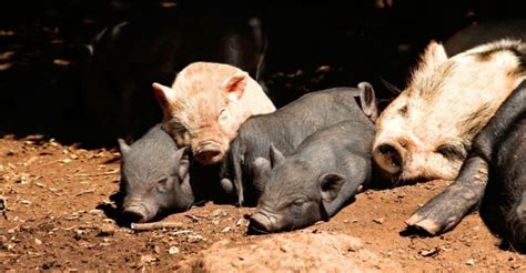 History and Origin of Pot Belly Pigs