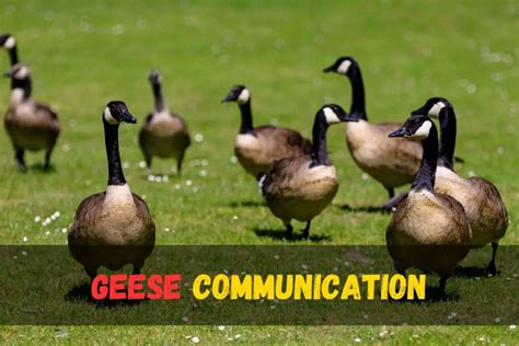 Honking and Hissing: Understanding Goose Communication and Behavior