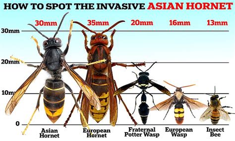 Hornet Intrusion: A Sign of Impending Peril?