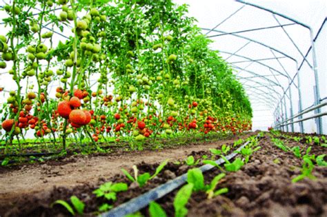 Horticultural Challenge: Cultivating and Harvesting Green Berries