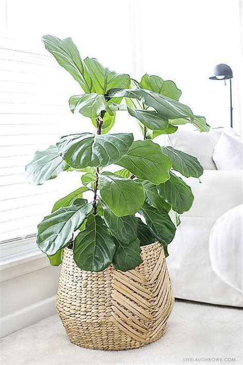 House Plants as Nature's Soothing Refuge