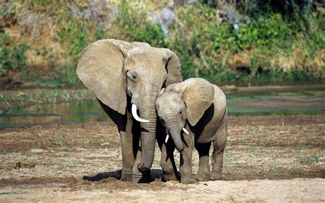 How Baby Elephants Form Strong Bonds with Their Mothers