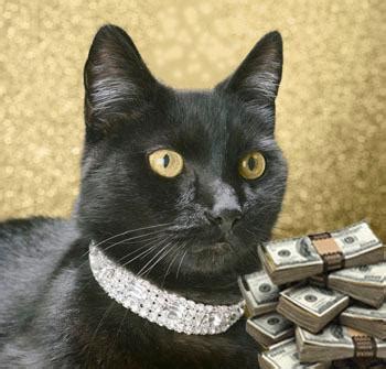 How Black Cat Acquired Her Wealth?