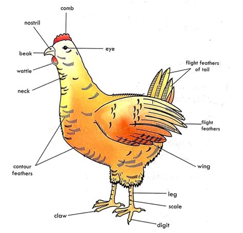 How Cultural Beliefs Shape the Significance of Dreaming about a Domestic Fowl Tracking Me