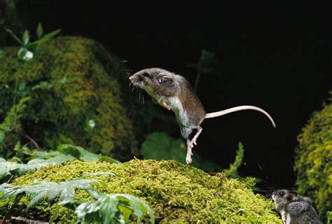 How Jumping Mice Navigate in the Dark: Insights into Their Exceptional Night Vision