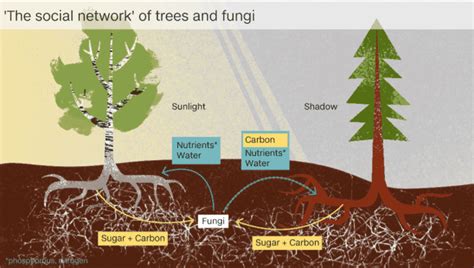 How Trees Communicate - Nature's Intricate Network