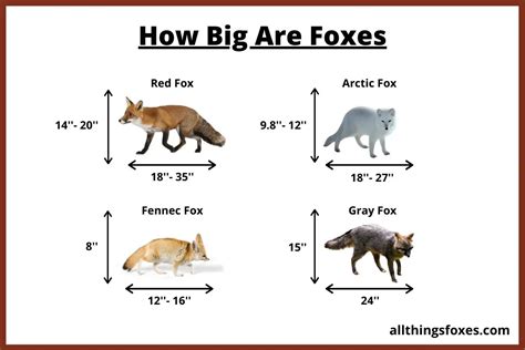 How tall can a Red Fox grow?